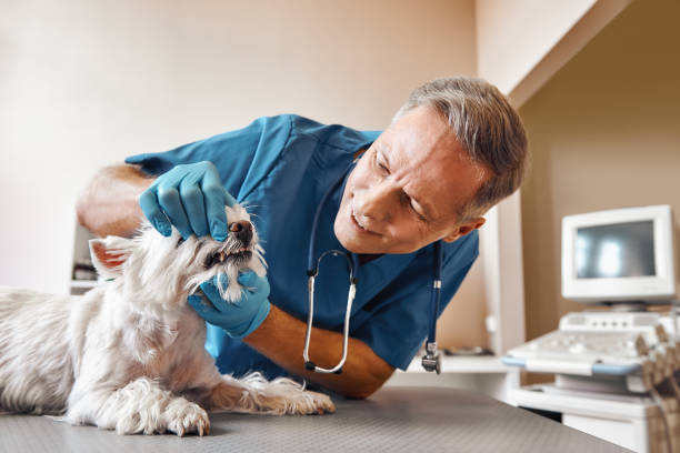 , NE Emergency Dental Service Company